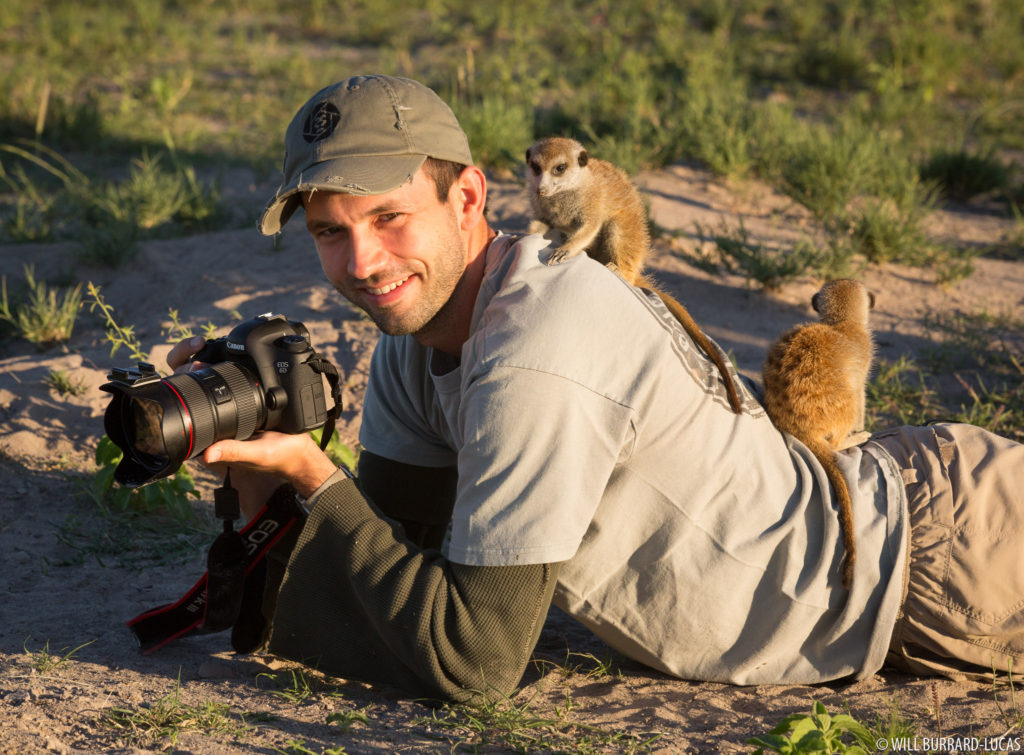 Photographing Meerkats