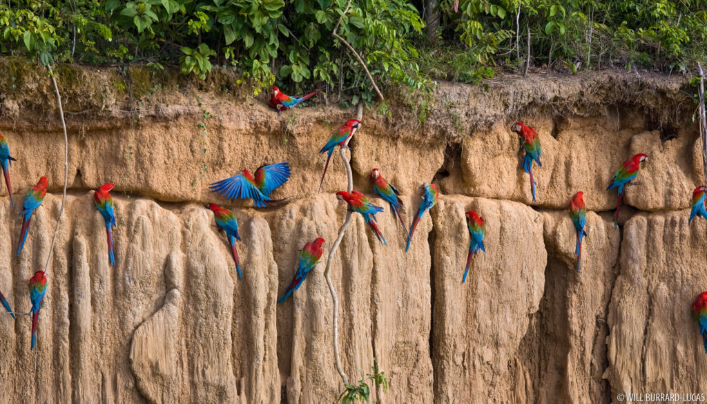 Macaws in Manu