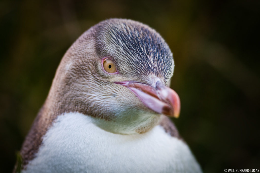 Juvenile Yellow-eyed Penguin