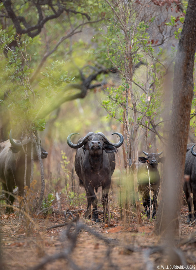 Buffalo in Mozambique
