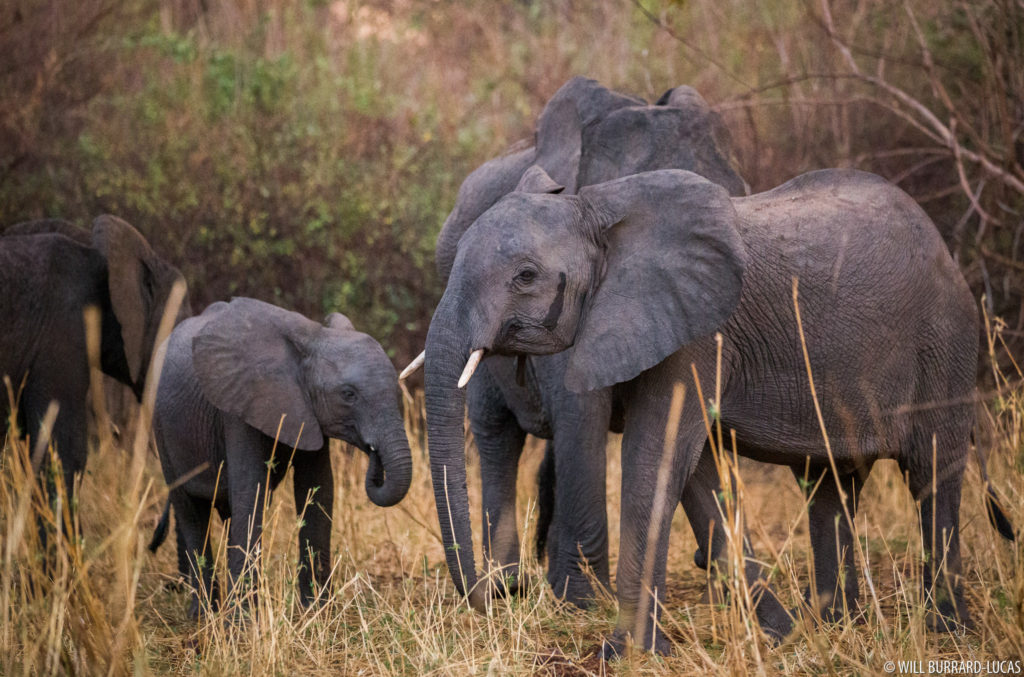 Elephants in Niassa