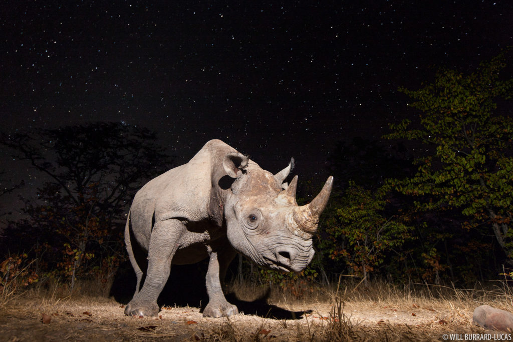 Black Rhino at Night