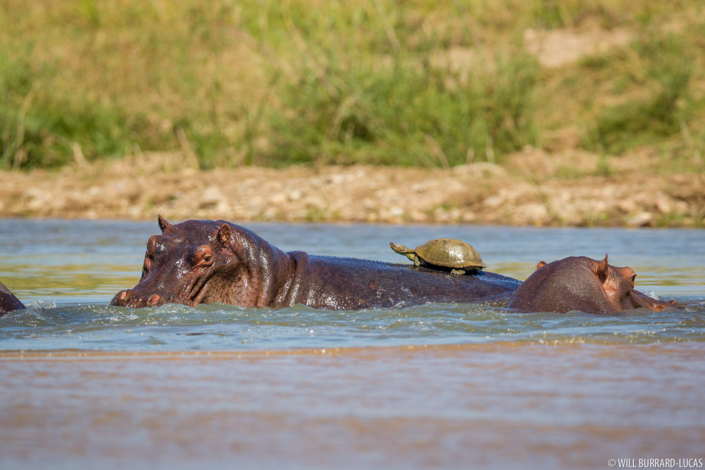 Hippo and Terrapin