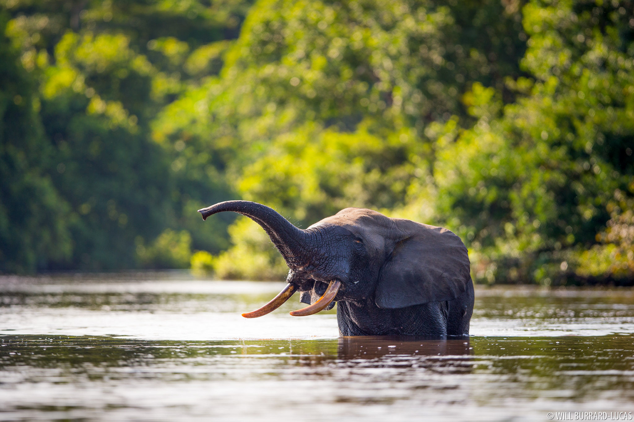 Forest Elephant | Will Burrard-Lucas