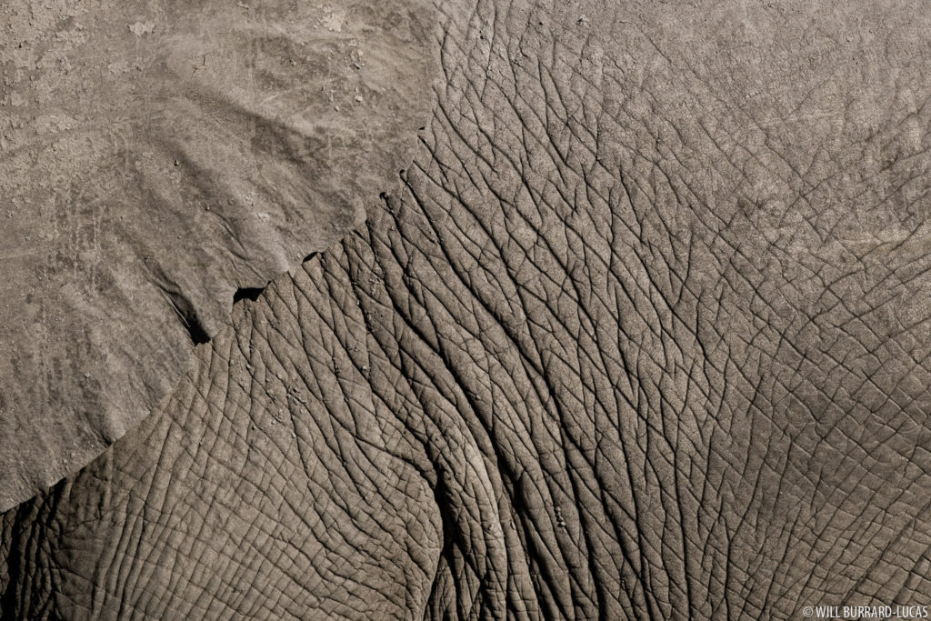 Elephant Texture