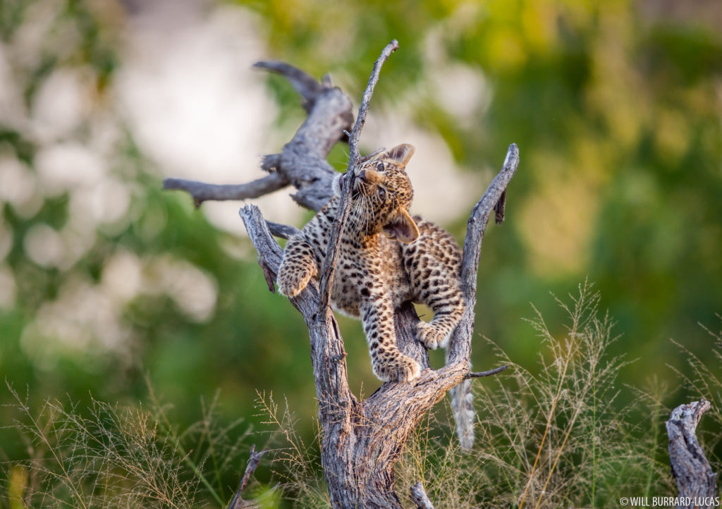 Playing Leopard Cub