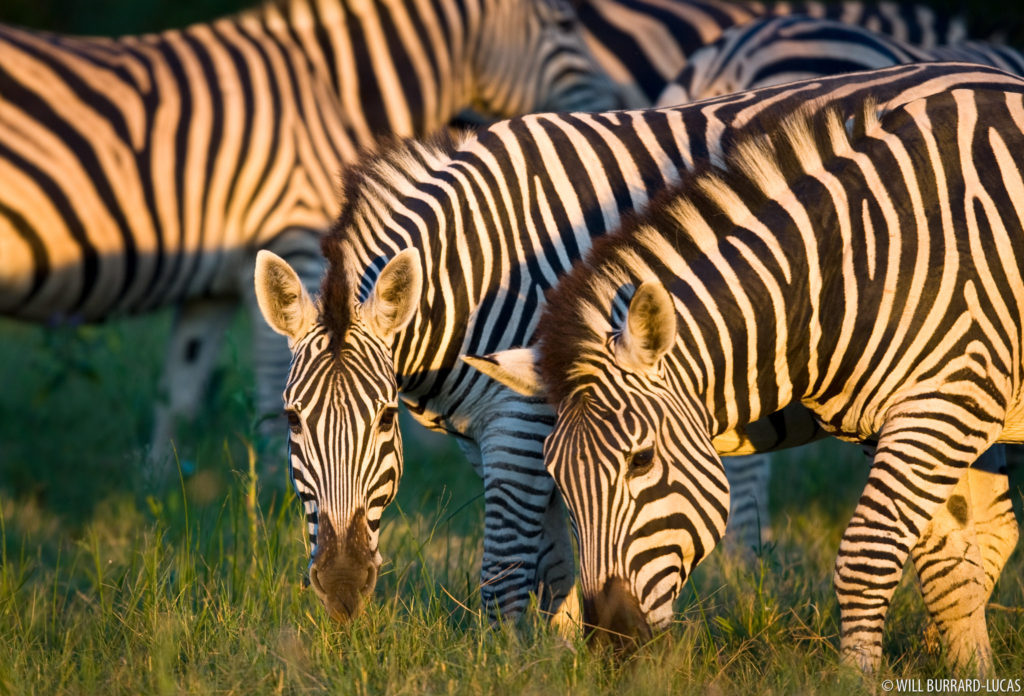 Zebras Grazing