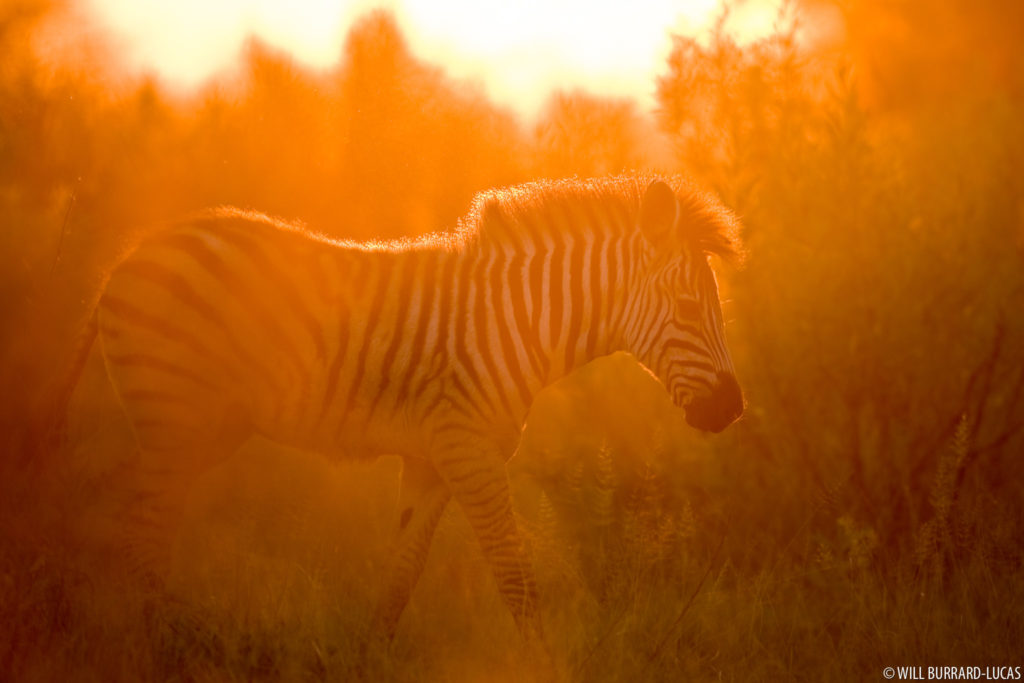 Sunset Zebra