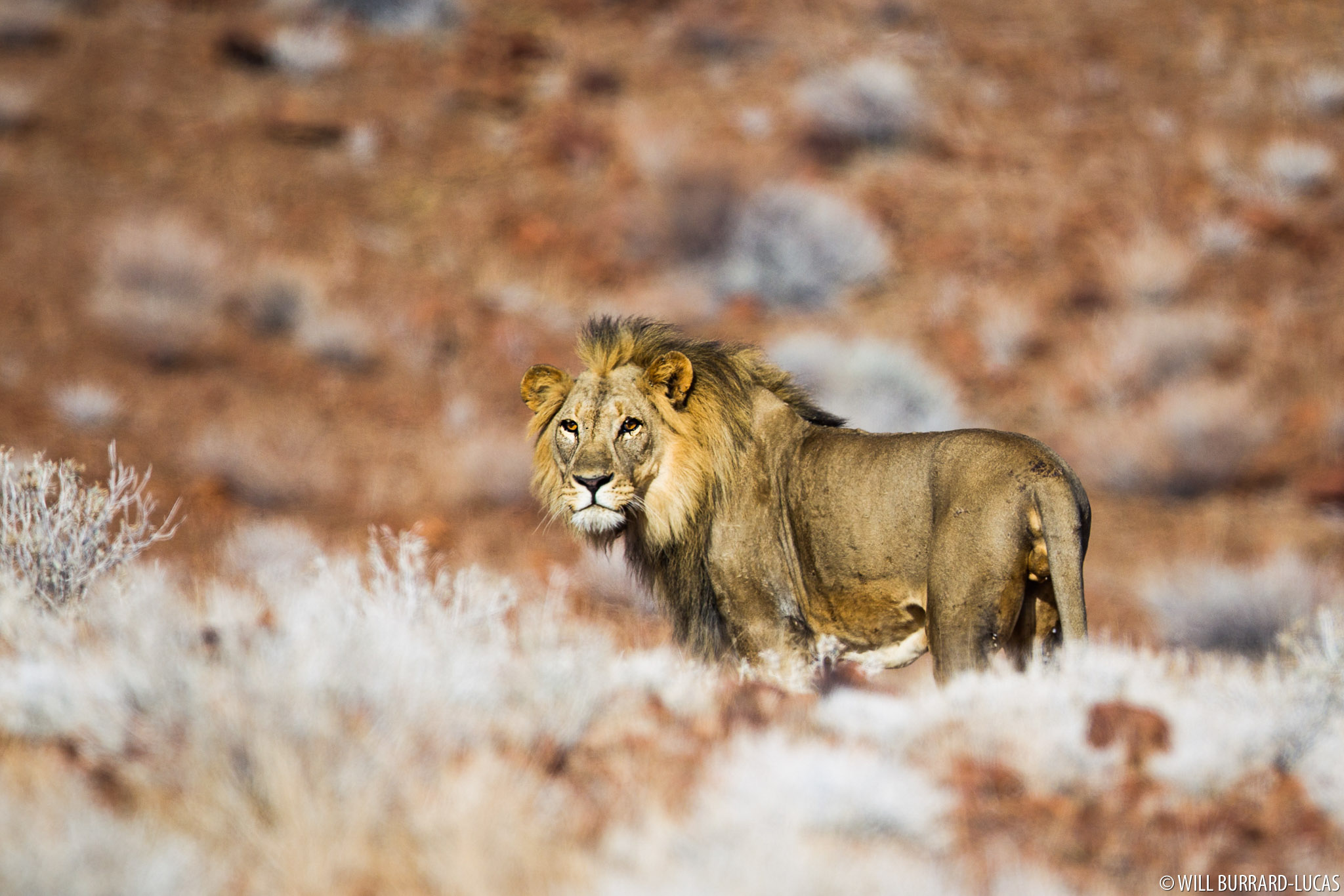 Desert Lion Will BurrardLucas