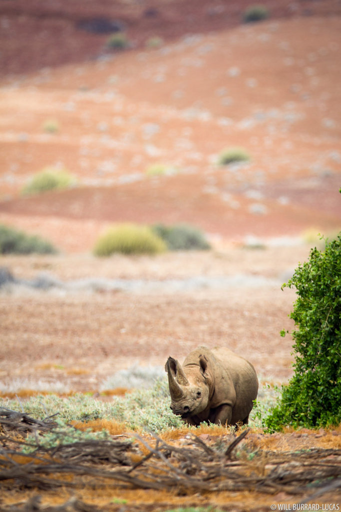 Desert Black Rhino