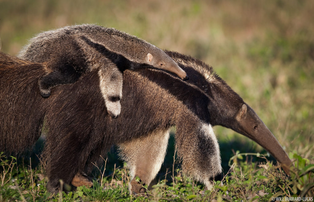 Baby Anteater on Mother