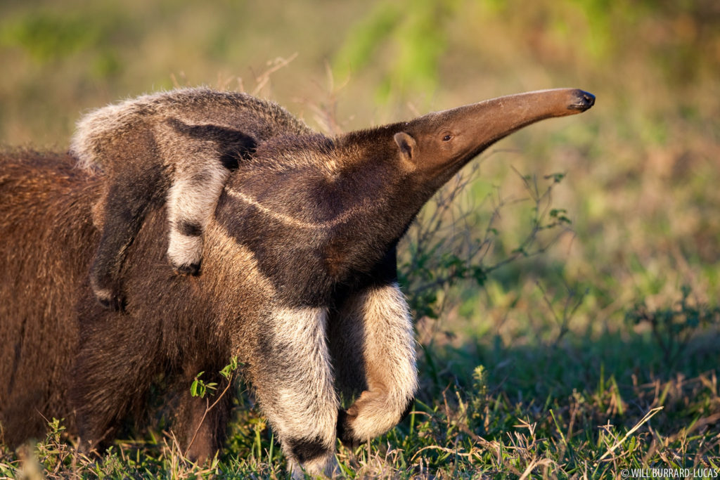 Anteater Smelling
