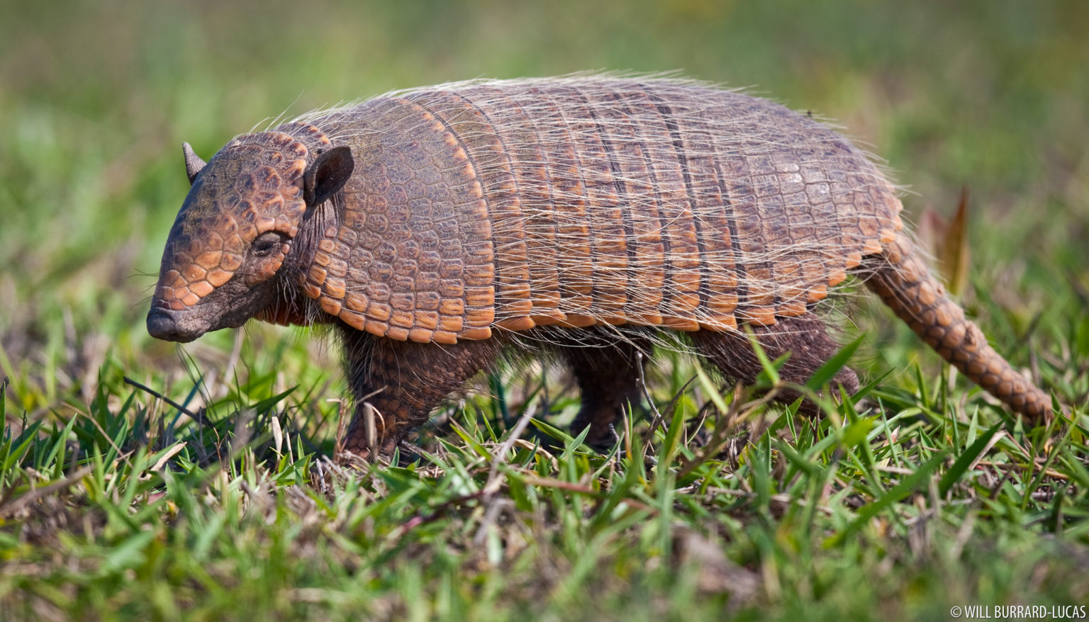 Six Banded Armadillos | Photos Pictures Images