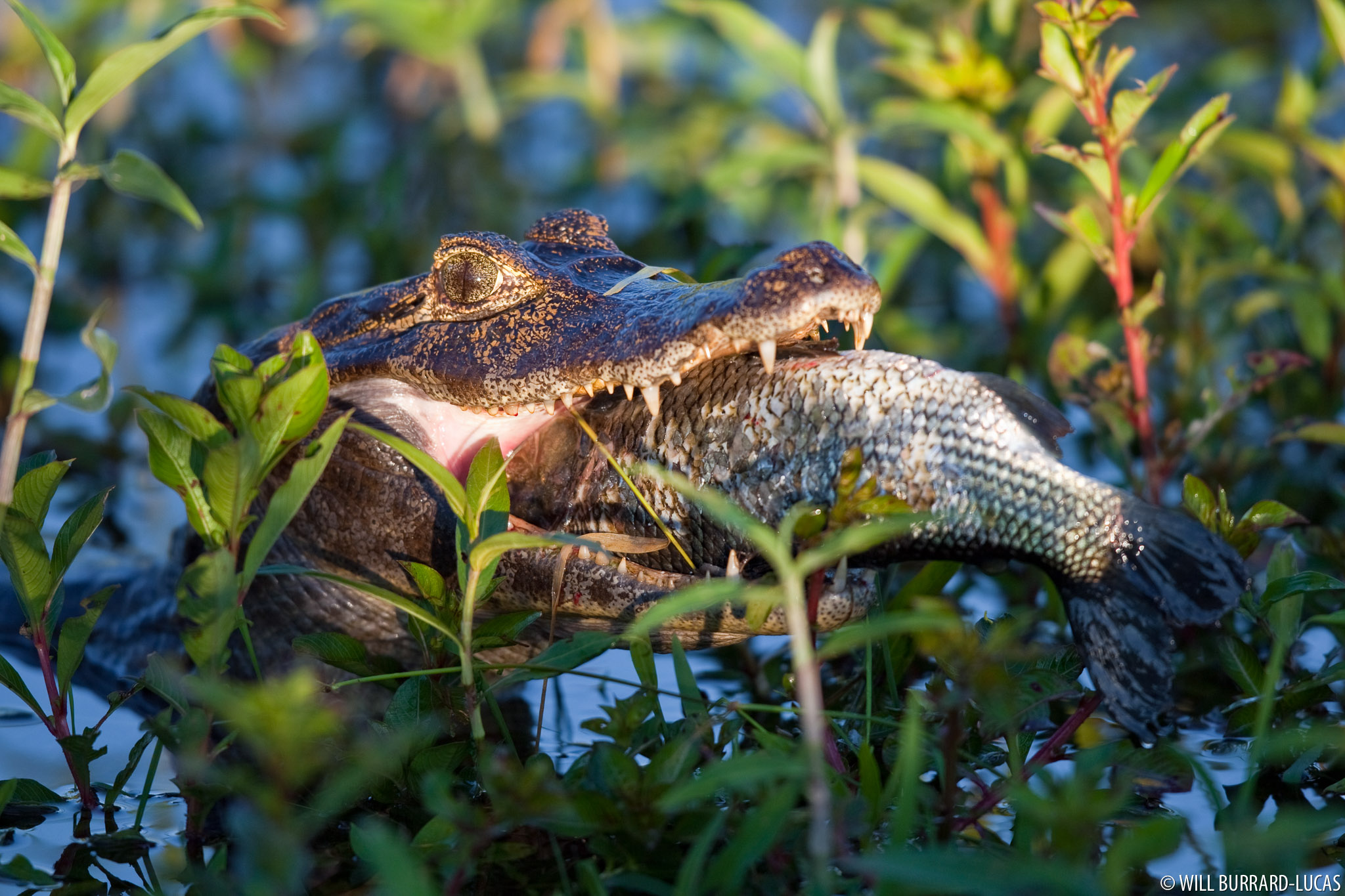 caiman-eating-a-fish-will-burrard-lucas