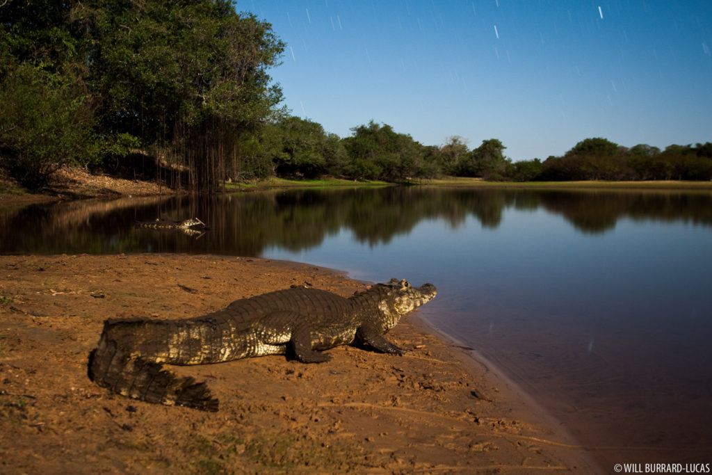 Caiman by Moonlight