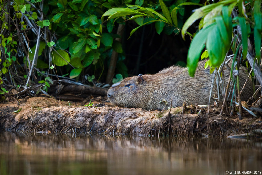 Capybara by River