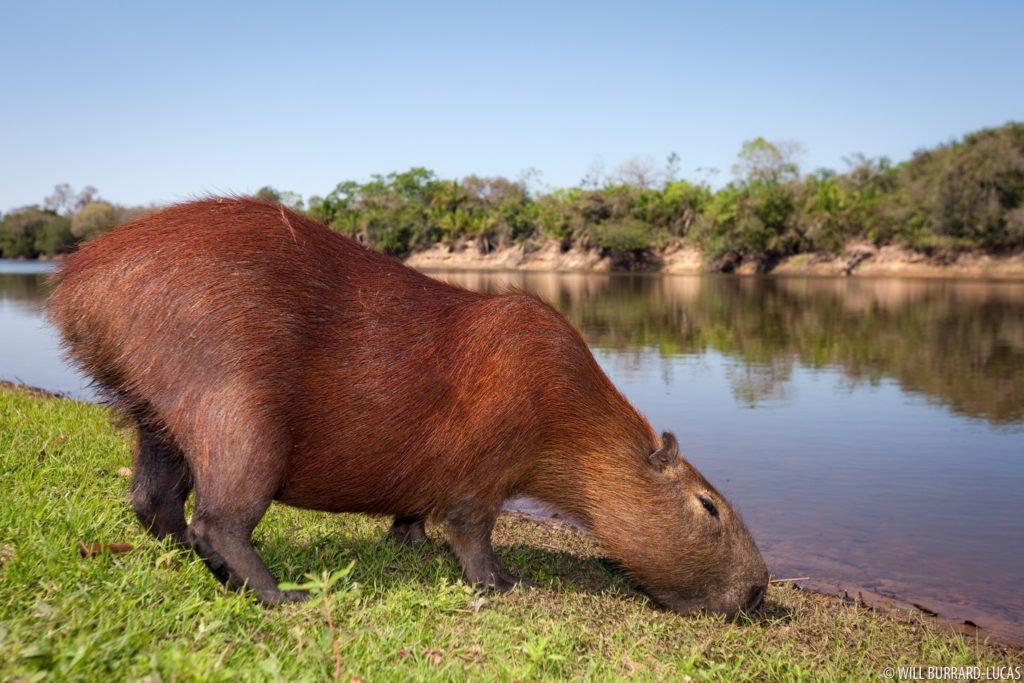 Capybara Eating