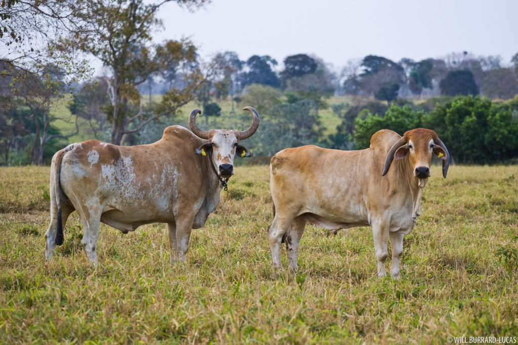 Pantanal Cattle