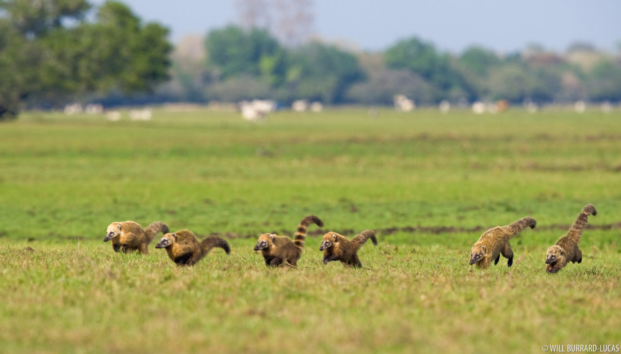 The Pantanal | Photos Pictures Images