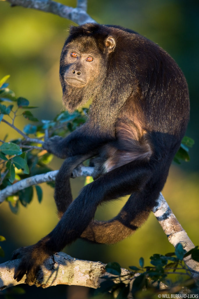 Male Howler