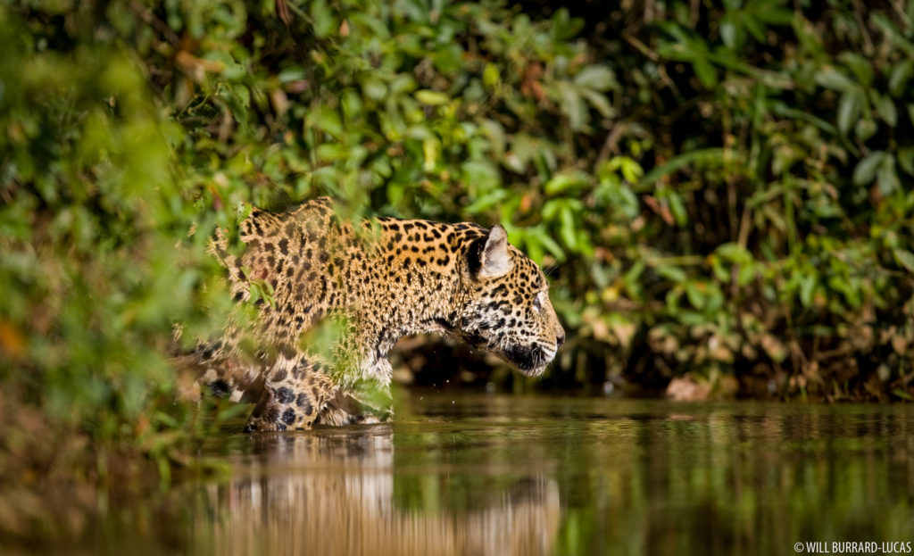 Wading Jaguar