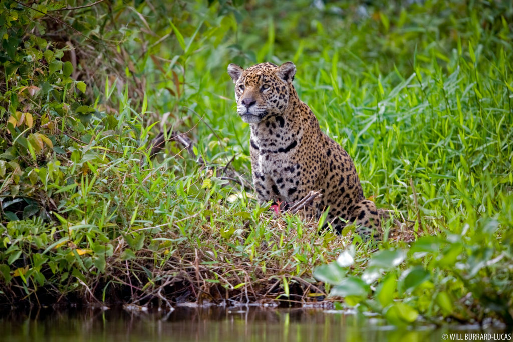 Jaguar by the River