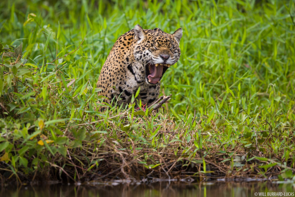 Yawning Jaguar