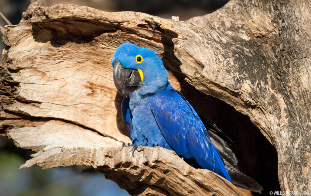 Hyacinth Macaw at Nest