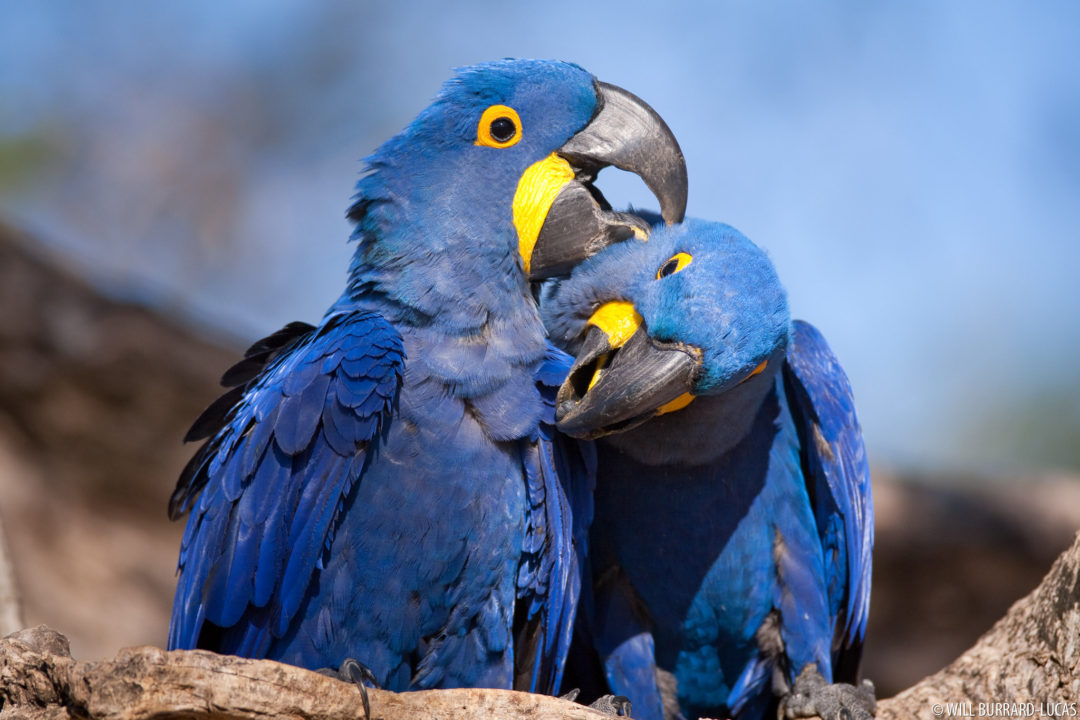 Brazil + Macaws 