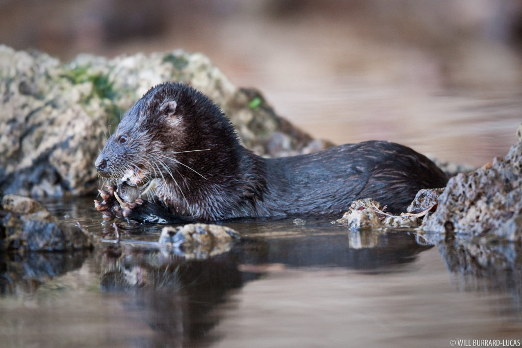 Neotropical Otter