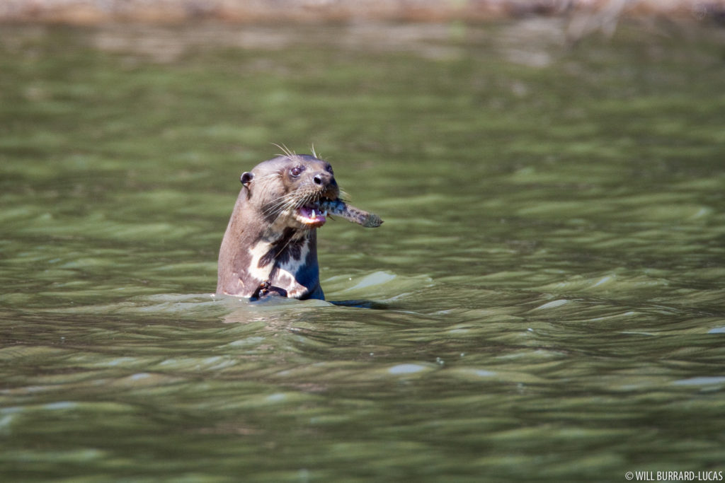 Otter with a Fish