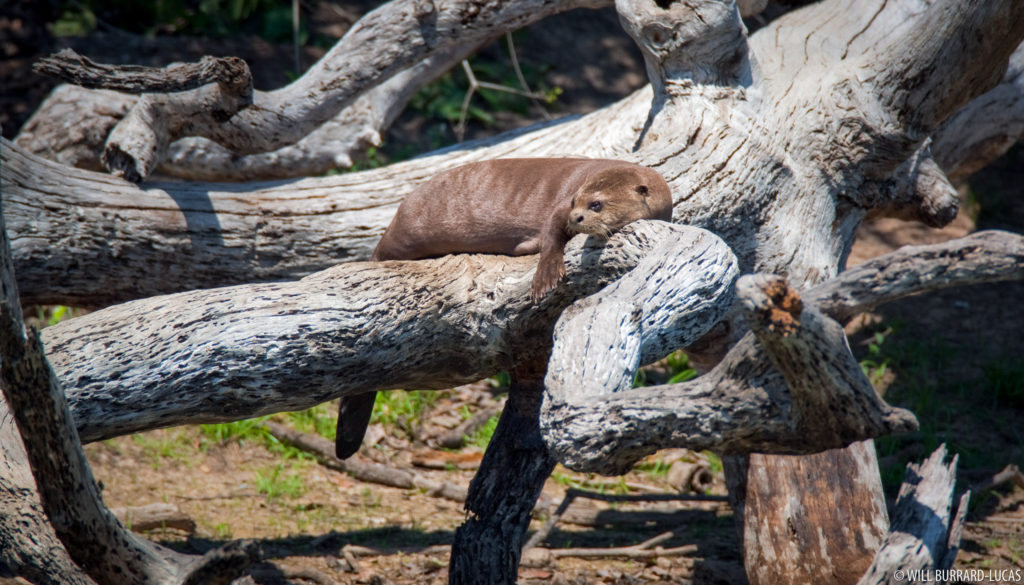 Giant Otter on a Log