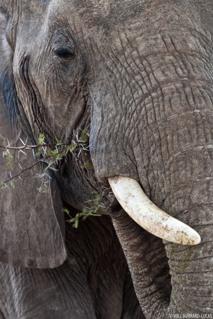 Elephant Eating Acacia