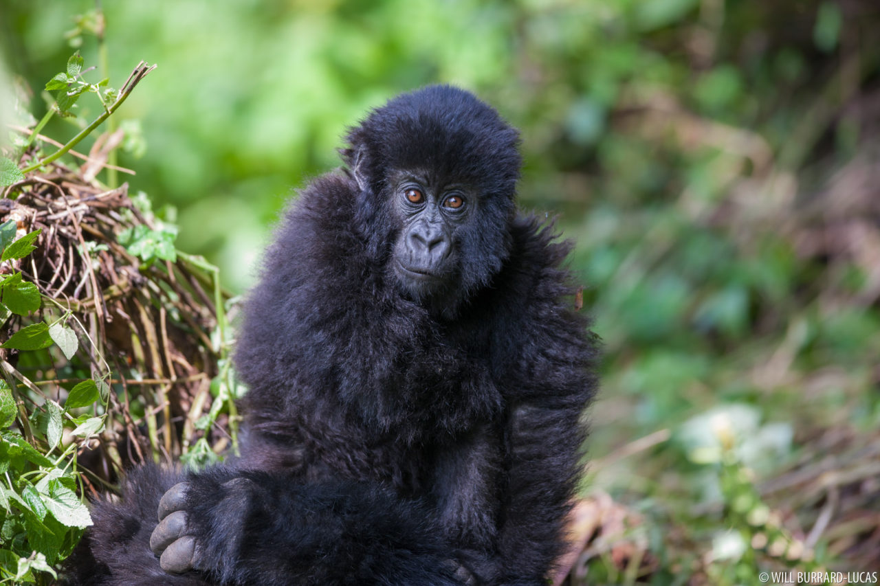 Africa + Great Apes | Photos Pictures Images