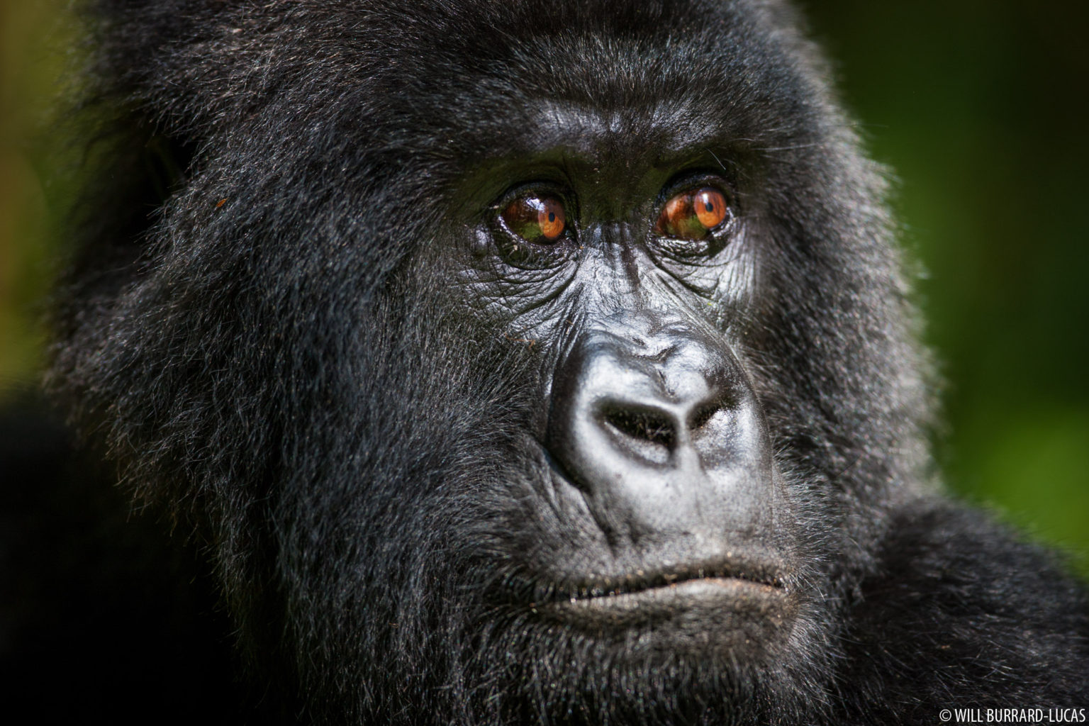 Africa + Great Apes | Photos Pictures Images