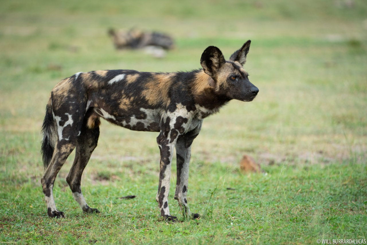 africa-canids-photos-pictures-images