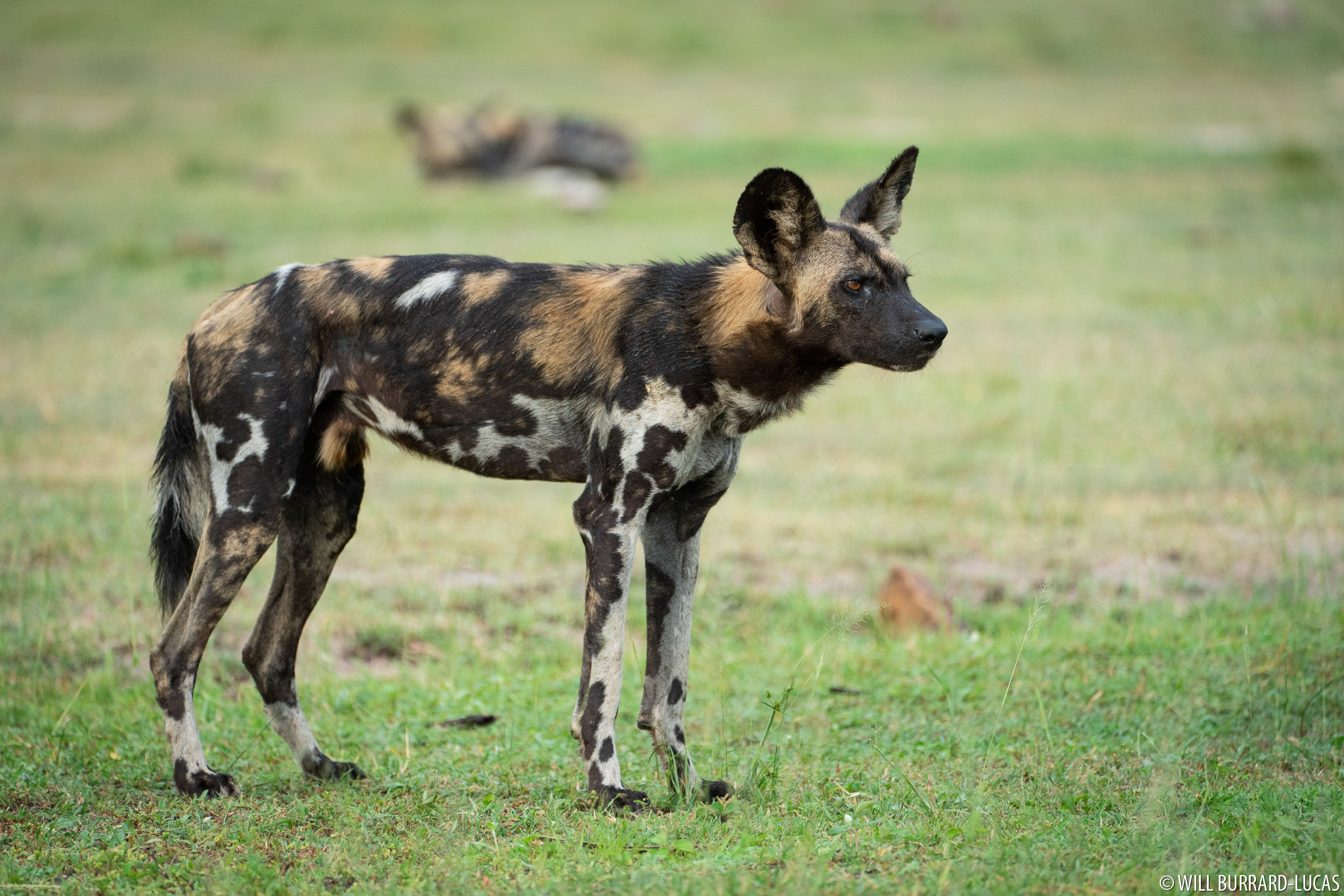 wild dogs of africa