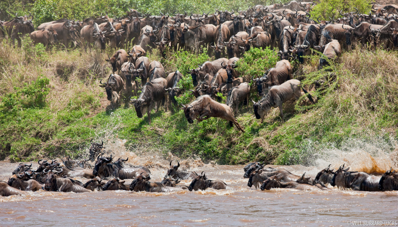 Blue Wildebeest + Tanzania | Photos Pictures Images