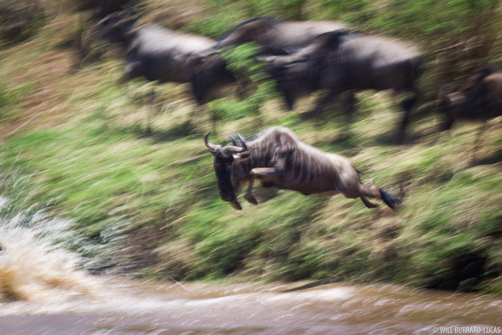 Wildebeest Jump