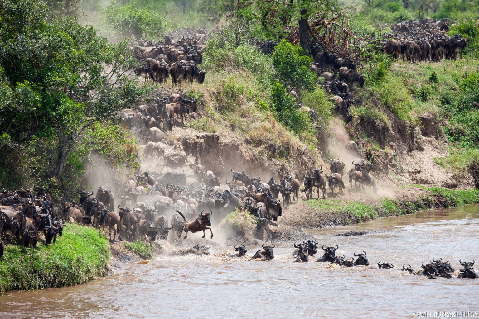 Blue Wildebeest Serengeti National Park Photos Pictures Images