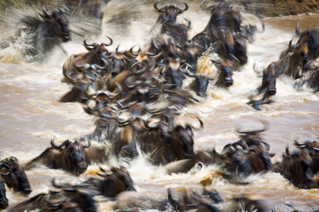 Wildebeest in River