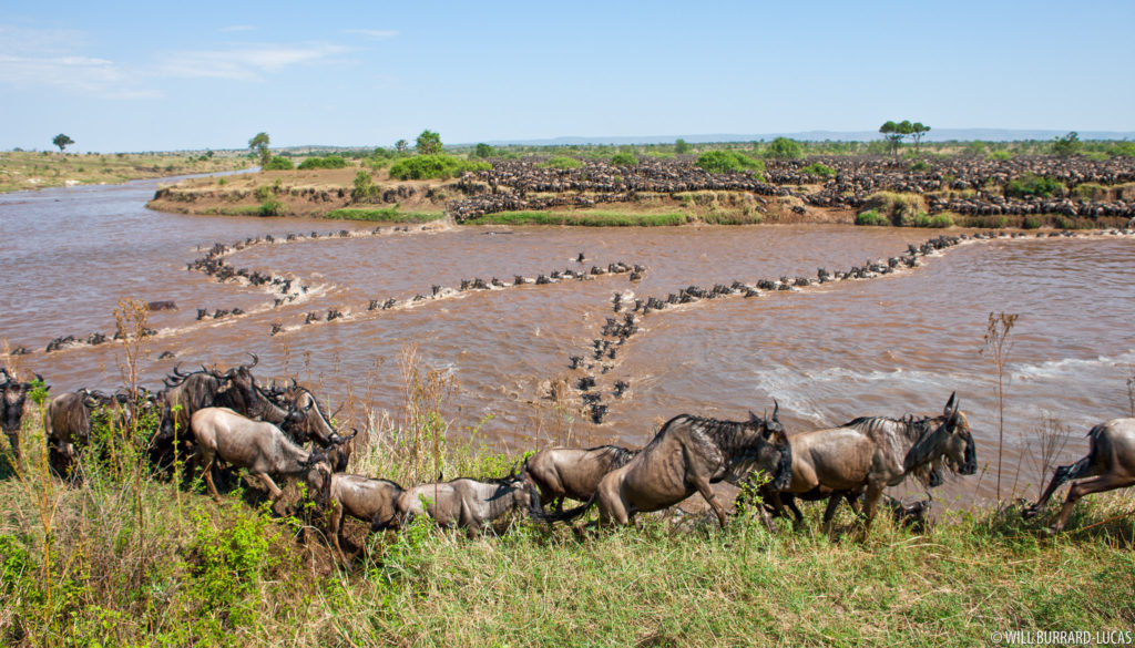 Wildebeest Mara River