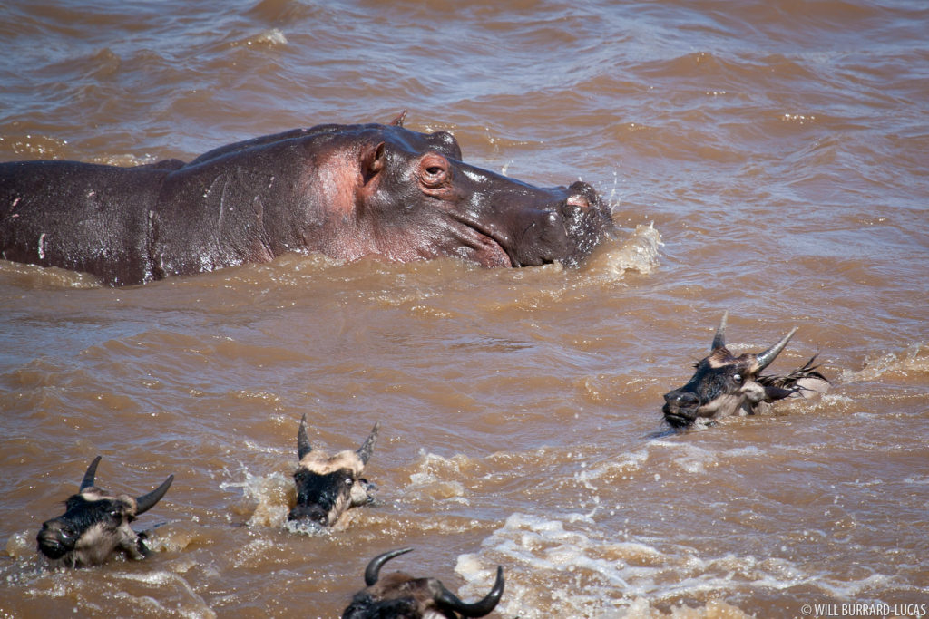 Hippo and Wildebeest