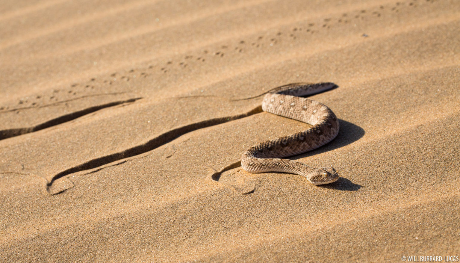 Namibia + Snakes | Photos Pictures Images