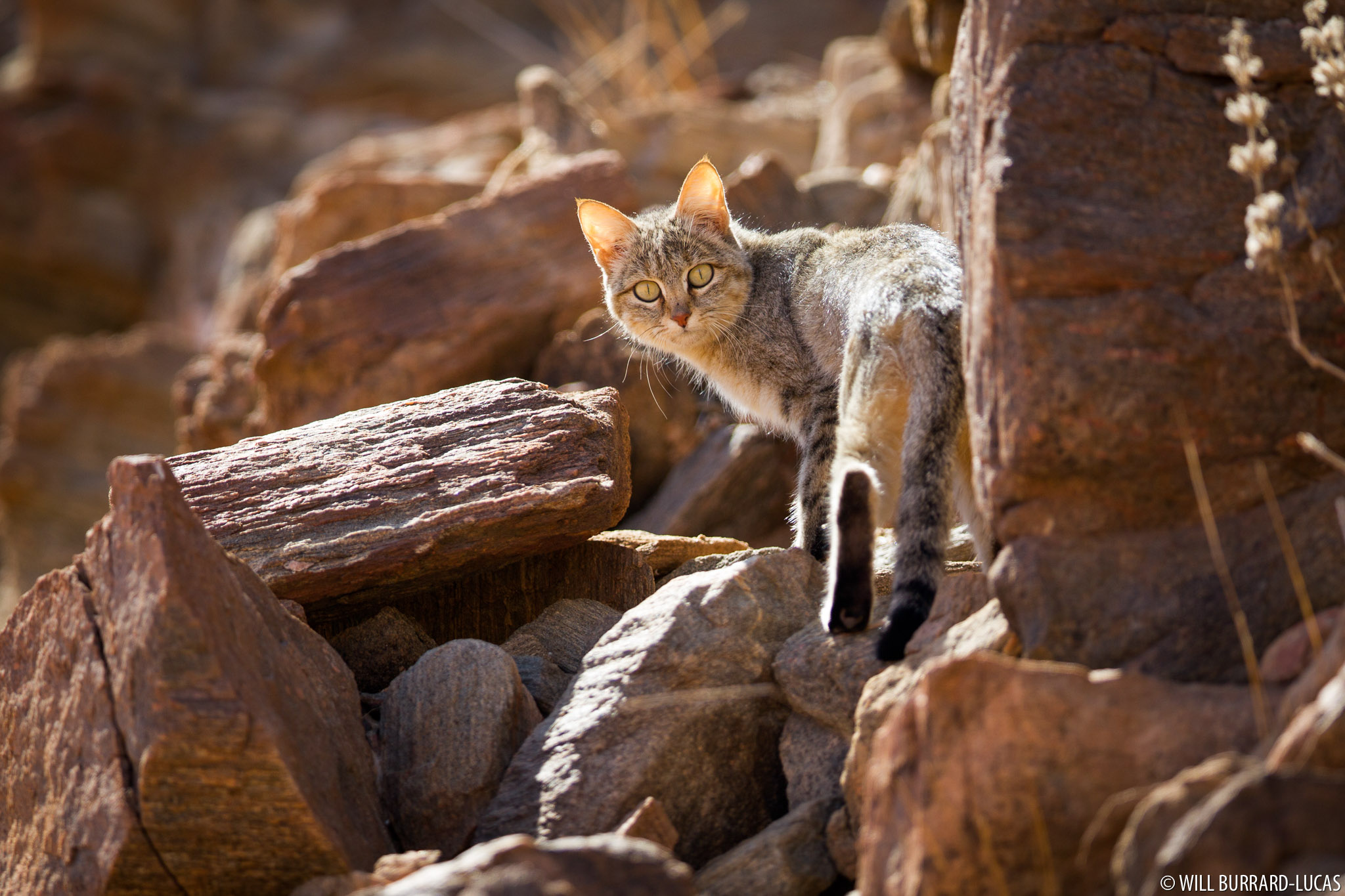 Felis silvestris lybica фото