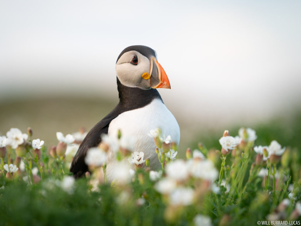 Puffin in Flowers