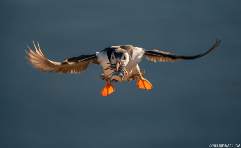 Puffin Flying with Sandeels