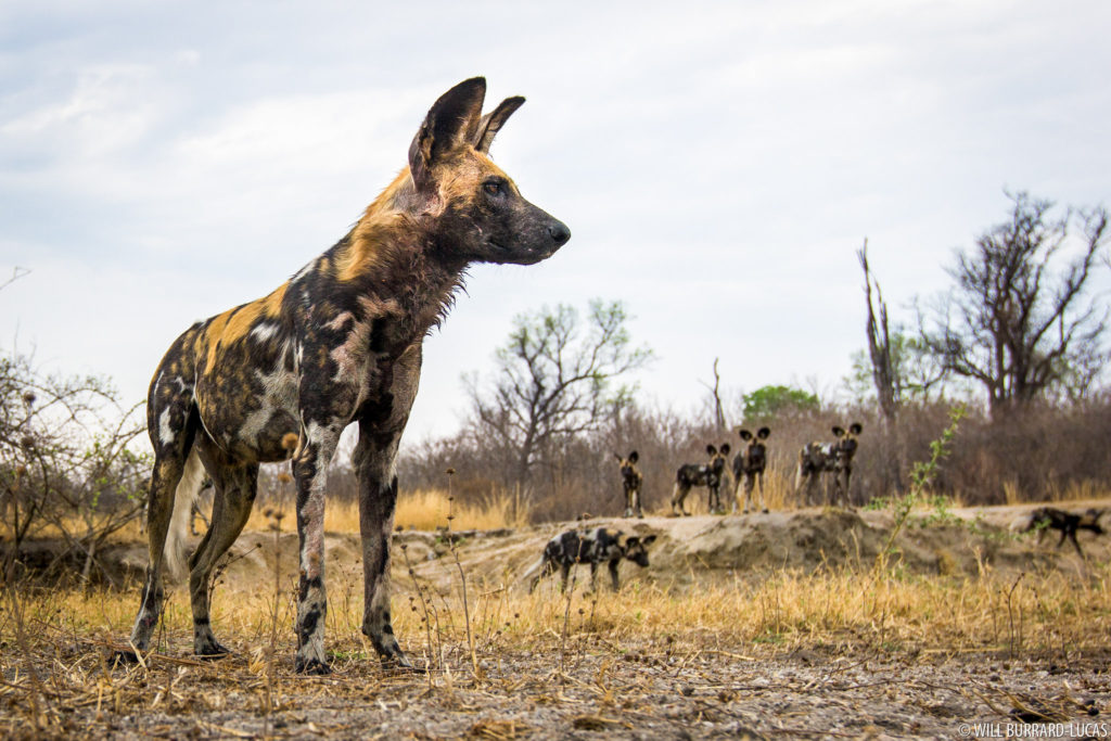 Painted Dogs