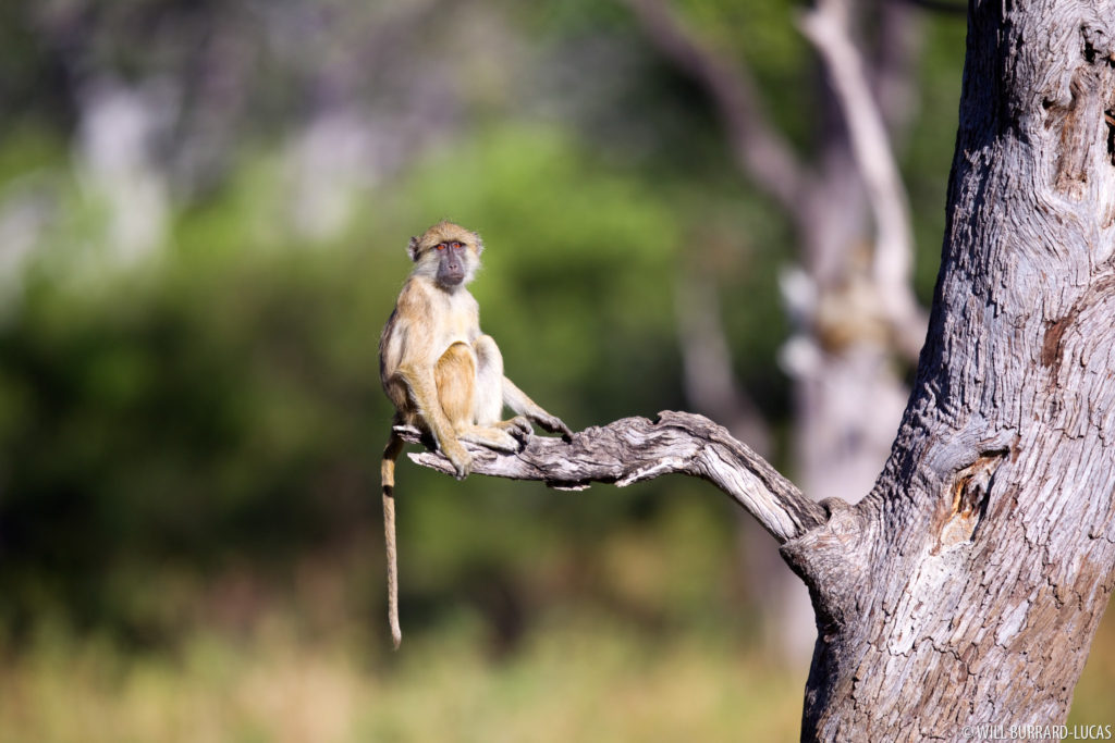 Baboon on a Branch