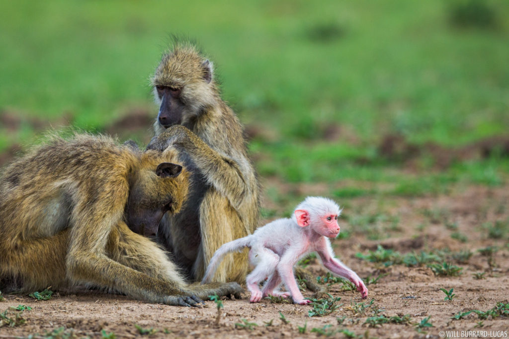 White Baby Baboon